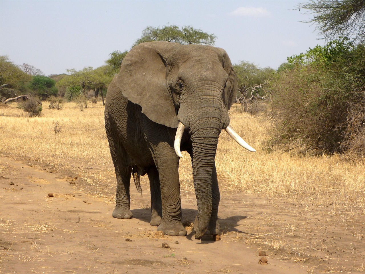 Dramatische olifant poster met krachtige uitstraling.