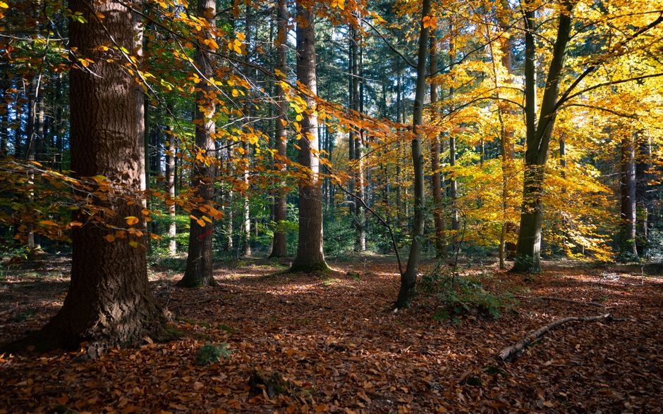 Eco-vriendelijke led-keuze voor knusse herfstsfeer.