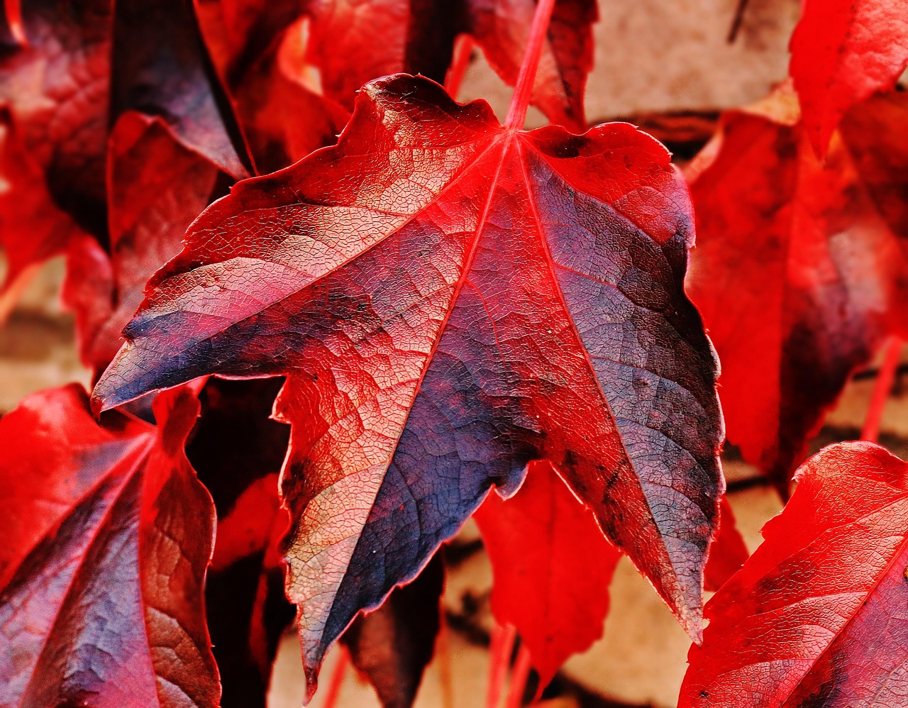 Kleine tuin met kleurrijke herfstplanten. Kleine tuin met kleurrijke herfstplanten.
