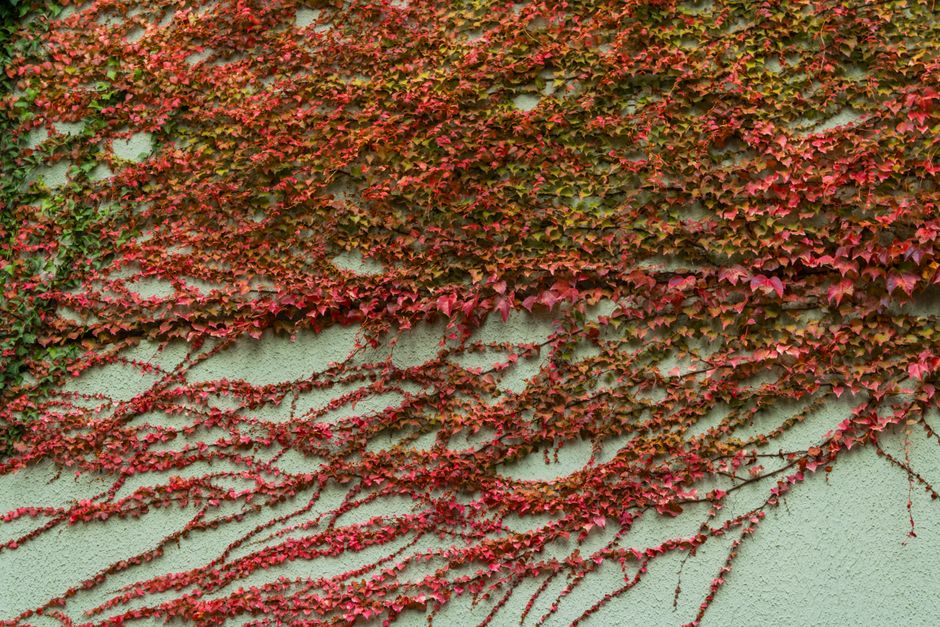 Woonkamer met verticale plantenwand. Woonkamer met verticale plantenwand.