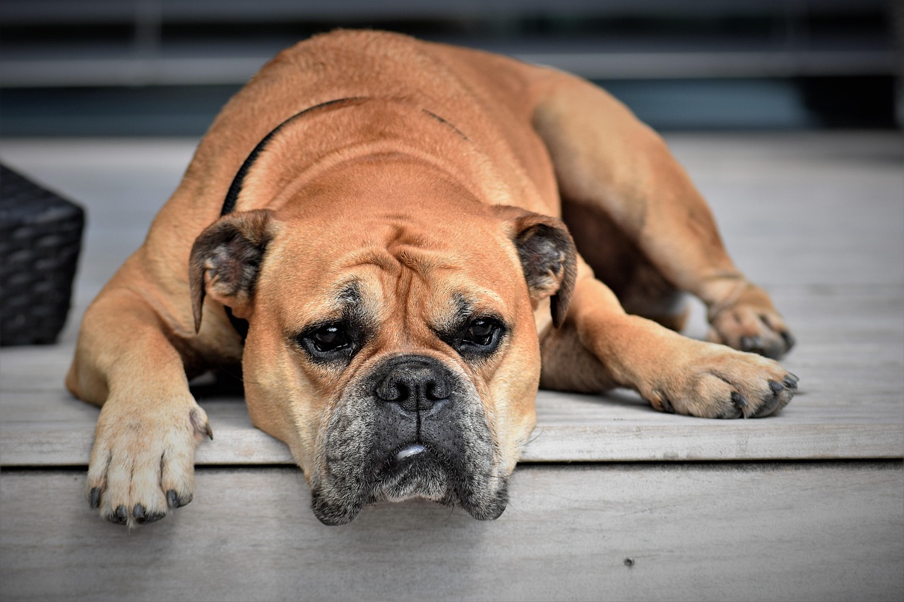 Kleurrijke Franse bulldog muurschildering slaapkamer. Kleurrijke Franse bulldog muurschildering slaapkamer.